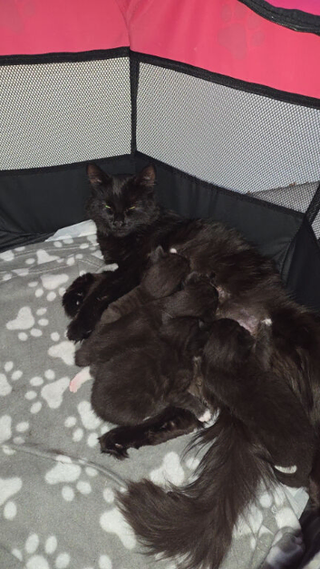Ragdoll Cross Egyptian Mau Cross Kittens