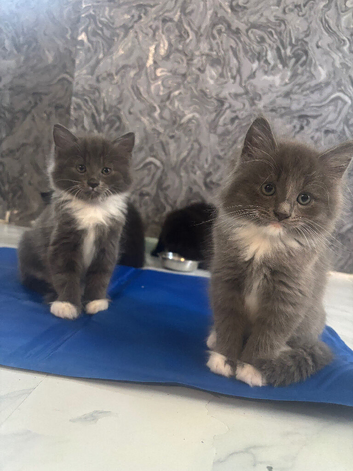 Ragdoll cross Russian blue
