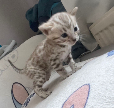 5 beautiful full breed bengals