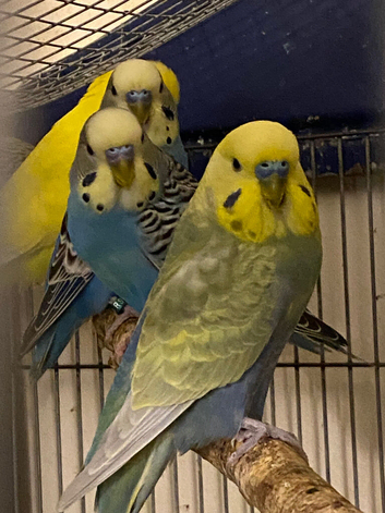 4 budgies for sale