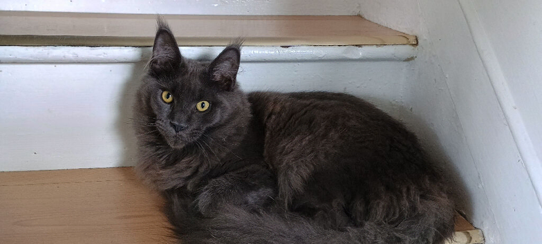 Maine Coon kittens