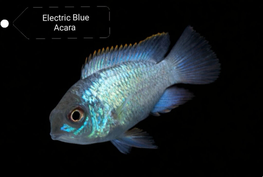 Electric Blue Acara fish