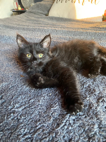 Longhaired black female kitten