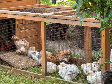 Pekin Bantam chicks