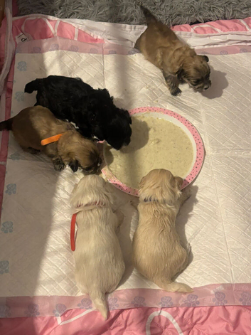 F1 Adorable Maltipoo puppies