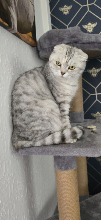 Beautiful scottish fold female