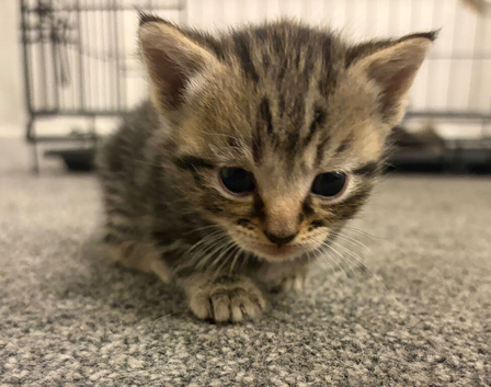 3 male tabby kittens for sale