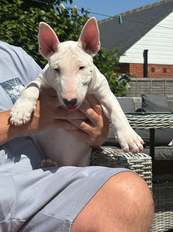 Male puppy ready to go