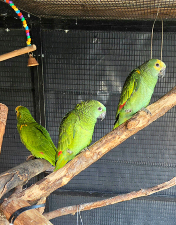 Beautiful 12 week old baby Blue-Fronted Amazon parrots