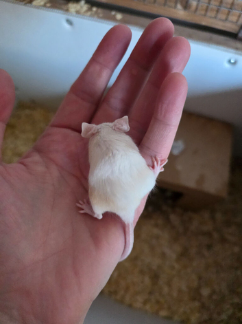 I have mice, nice colours