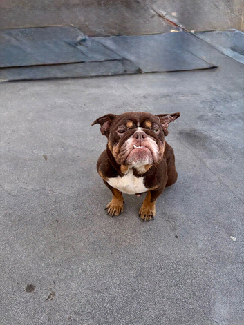 English bull dog for sale