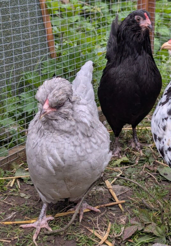 Lavender & Black Araucana Bantams, Blue eggs layers