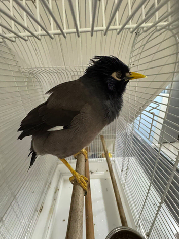 Pair Of Mynah in Liverpool