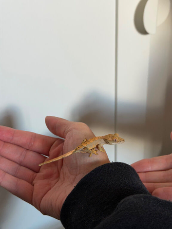 Baby created geckos for sale