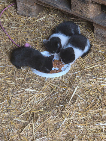 2 kittens ready for homes now