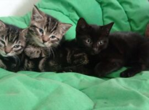 Tabby black and brown stripes kittens