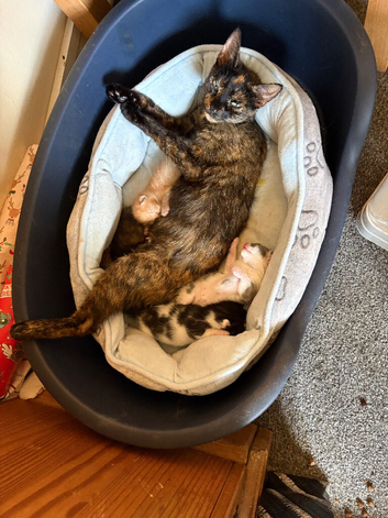 2 beautiful kittens ready 23rd june