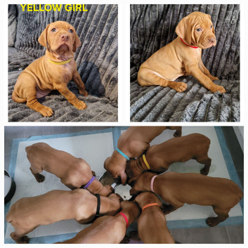 ( READY TO GO )KC hungarian vizsla puppies for sale ( ready to go 13th June)