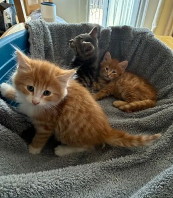 BEAUTIFUL FAMILY RAISED KITTENS