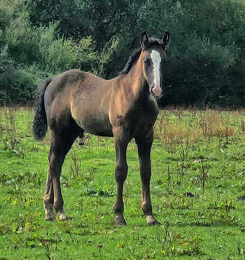 Irish Draught Colt