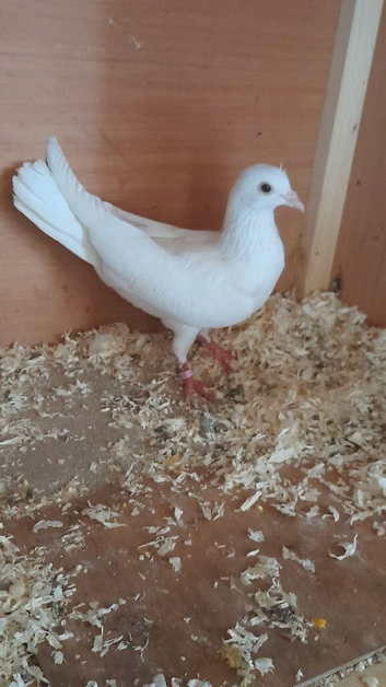 White female pigeon
