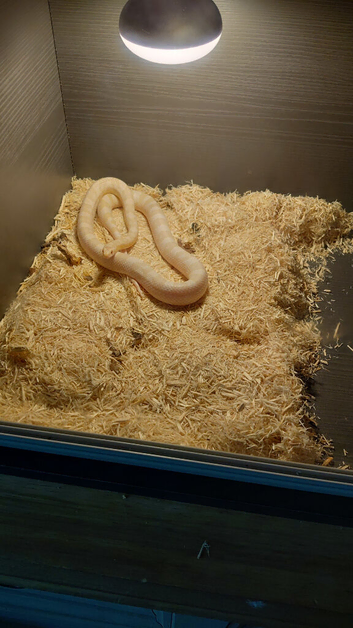 Snowy corn snake