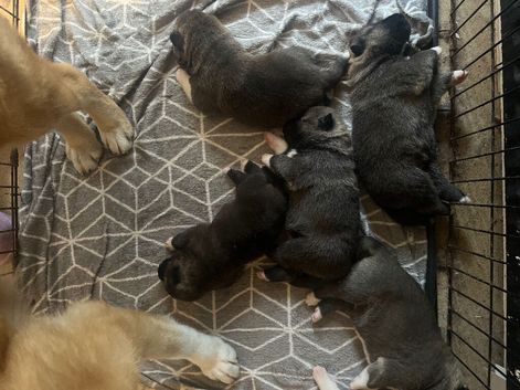 American Akita
