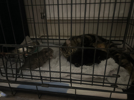 3 kittens for sale