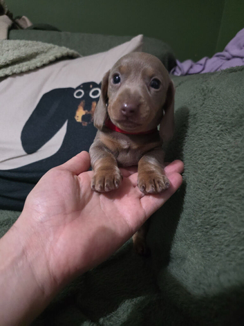 (Sold awaiting new familys)Health Tested KC Miniature Dachshund Puppys (REDUCED PRICE)