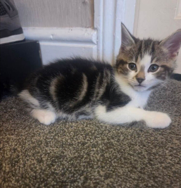 9 week old kittens for sale - friendly