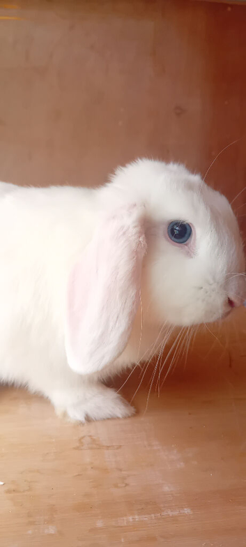 Female Blue eyed pure white mini lop