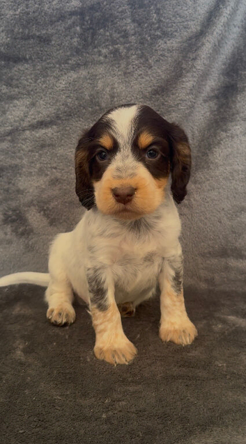 Half Show Half Working Cocker Spaniel Puppies