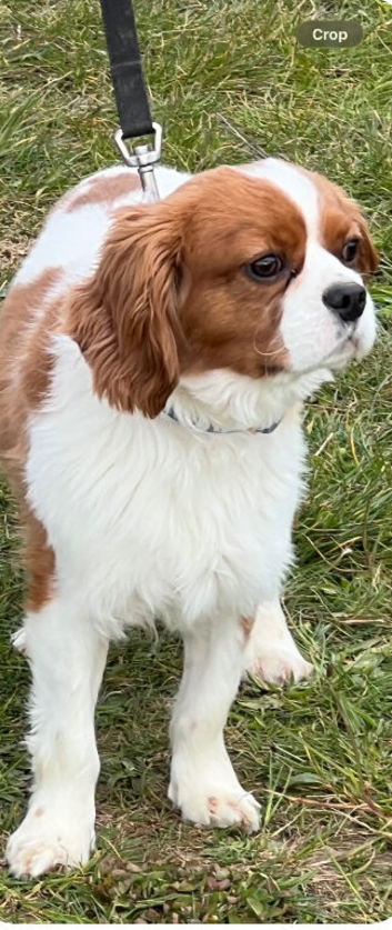 Cavalier King Charles