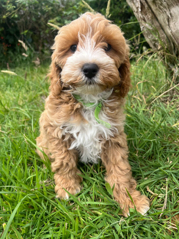 Cavapoochon puppies