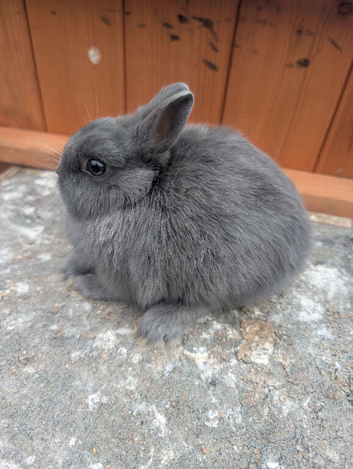 netherland dwarfs Baby boys