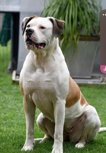 American bull dog x American bully