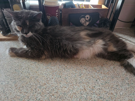 Kittens for sale half mainecoon