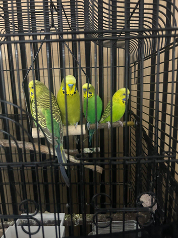 Budgies