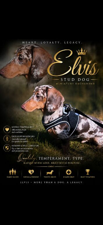 Miniature dachshund for stud