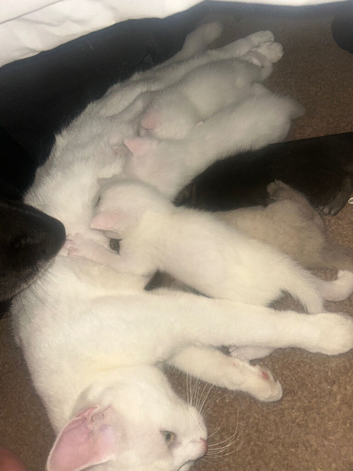 5 kittens
