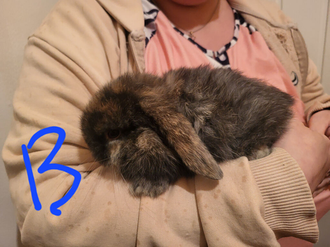 Lion lop boy