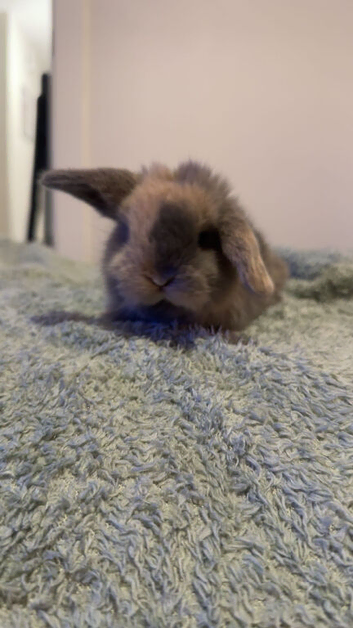 Mini lop boy