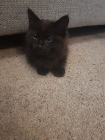 Black female kitten