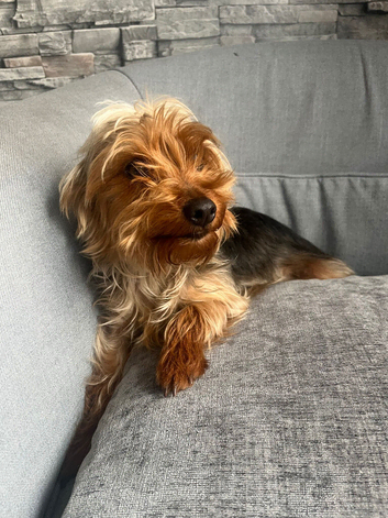 Yorkshire terrier 1 year old girl