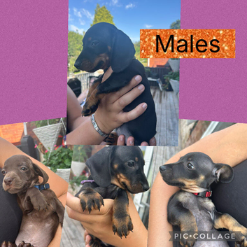Miniature dachshund puppy's for sale