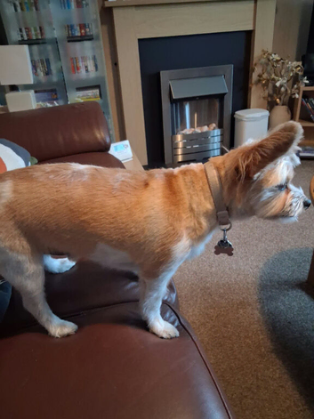 Stunnilg JRT x boy