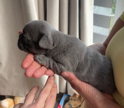 French bulldog puppies