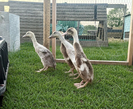 Indian Runner Ducklings