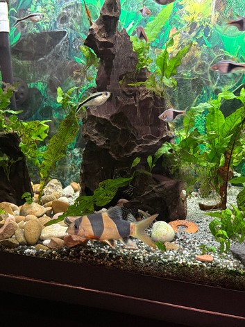 3 large clown loach for sell
