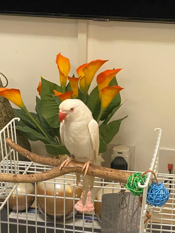 White beautiful Parakeet semi-tame Year old